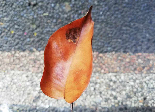 Close Details Old Leafs — Stock Photo, Image