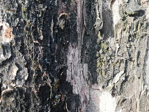 Закрыть Старую Сухую Кожу Дерева — стоковое фото