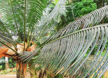 Palmalar sanatı doğada taze olarak gelişir.
