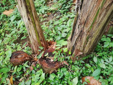 Doğada muz ağacı yetişiyor.