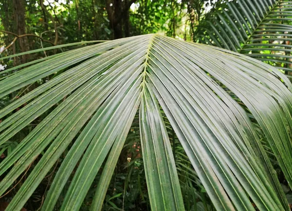 Arte Crescimento Folhas Palmeira Fresca Natureza — Fotografia de Stock