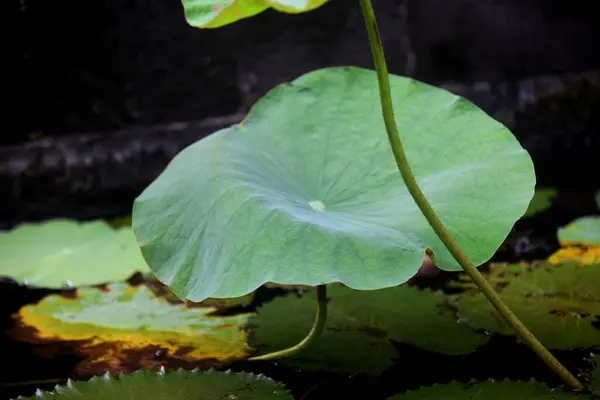Tanaman Lotus Yang Indah Tumbuh Segar Kolam — Stok Foto