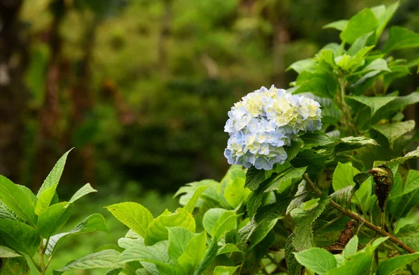 Schöne Hortensienblüte Frisches Wachstum Baum — Stockfoto