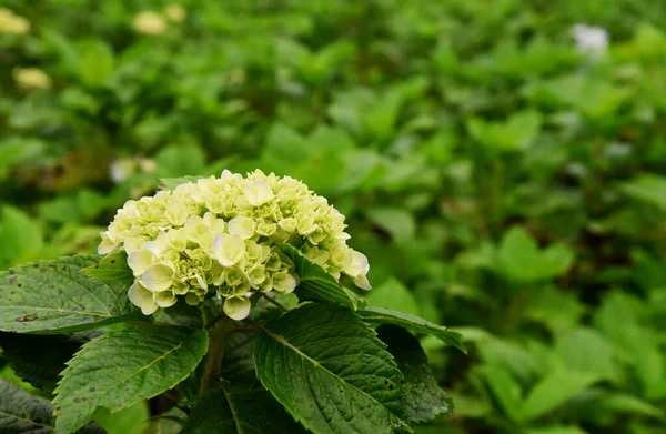 Indah Hortensia Bunga Pertumbuhan Segar Pohon — Stok Foto