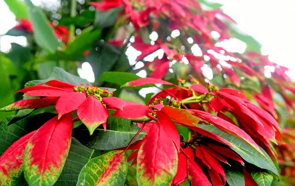 Czerwona Poinsecja Gwiazda Bożego Narodzenia Kwiat Wzrost Drzewie — Zdjęcie stockowe