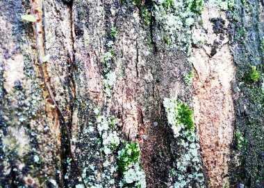 Eski, yıpranmış, doğal ağaç derisi arkaplanı