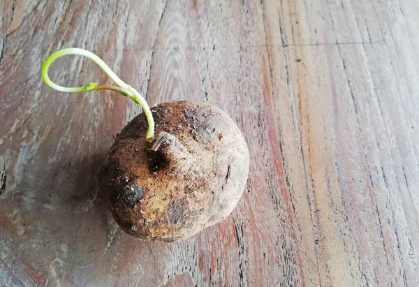 Einzelne Jicama Frucht Brauner Farbe Platziert Auf Braunem Holzhintergrund — Stockfoto