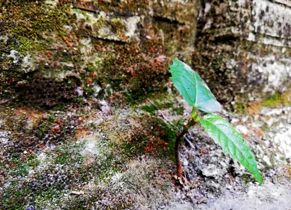 Pequeno Crescimento Plantas Selvagens Parede Betão — Fotografia de Stock