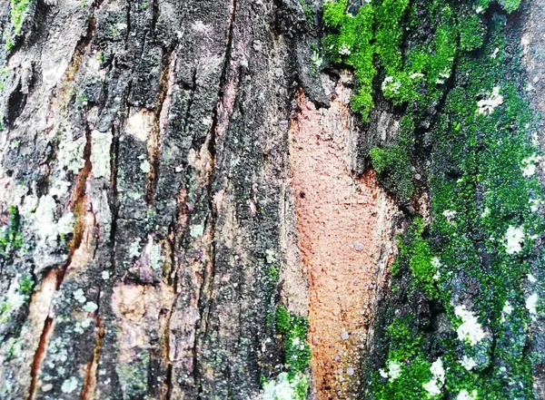 Close Oude Verweerde Natuurlijke Boomhuid Achtergrond — Stockfoto