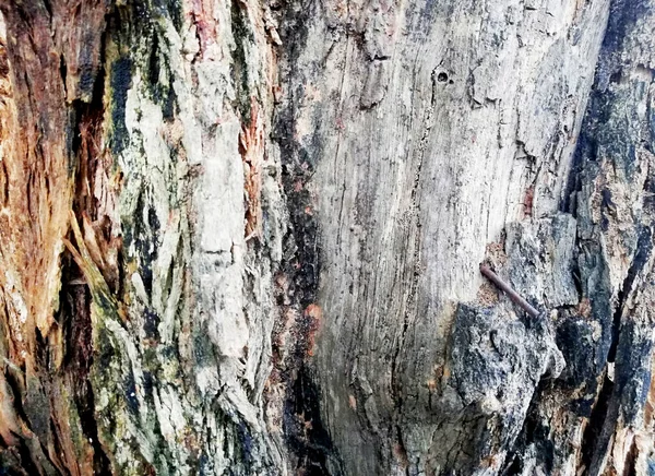 Gros Plan Vieux Altéré Fond Naturel Peau Arbre — Photo