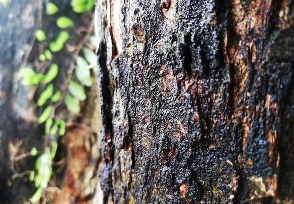 Закрыть Старый Упитанный Естественный Фон Кожи Деревьев — стоковое фото