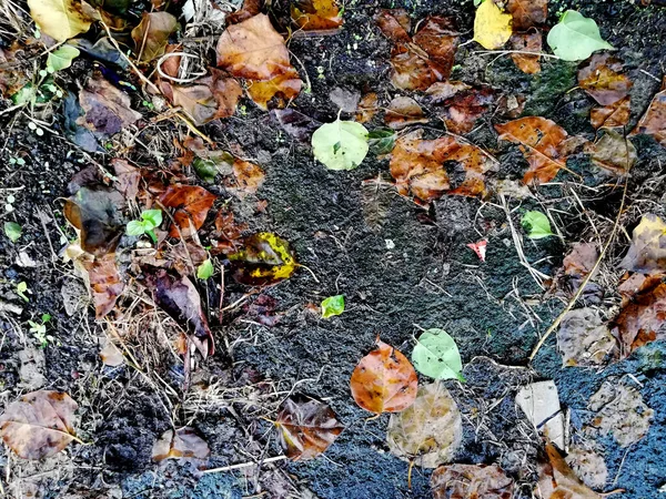 Foglie Naturali Posa Sul Pavimento — Foto Stock