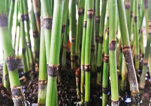 Detail Malé Bambusové Umělecké Rostliny Zelené Barvě — Stock fotografie