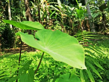Taro bitkisi doğada vahşi bir şekilde büyüyor.