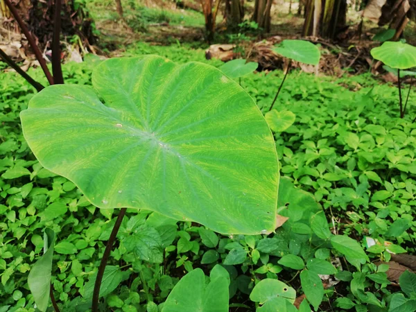Taro Plant Growth Wild Nature — Stock Photo, Image