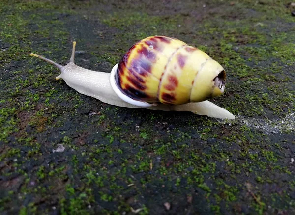 Caracol Branco Amarelo Cor Marrom Chão Natureza — Fotografia de Stock