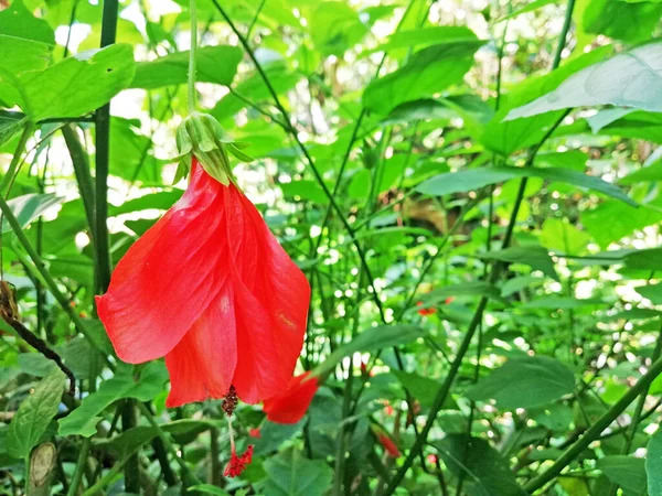 小さな赤いハイビスカスの花 自然の成長 — ストック写真