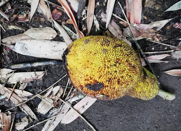 Νεαρά Jackfruits Πράσινο Χρώμα Τοποθετημένα Στο Πάτωμα — Φωτογραφία Αρχείου