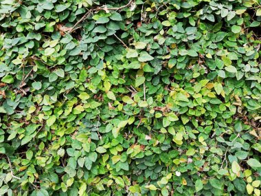 Doğal sarmaşıkların yeşil rengi