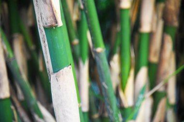 Ormandaki bambu ağacını kapatın.