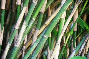 Ormandaki bambu ağacını kapatın.