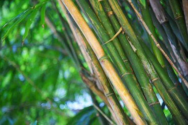 Ormandaki bambu ağacını kapatın.