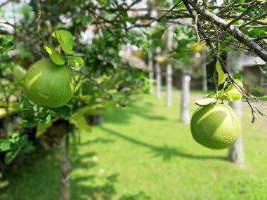 Pomelo fruit,growth fresh on the tree