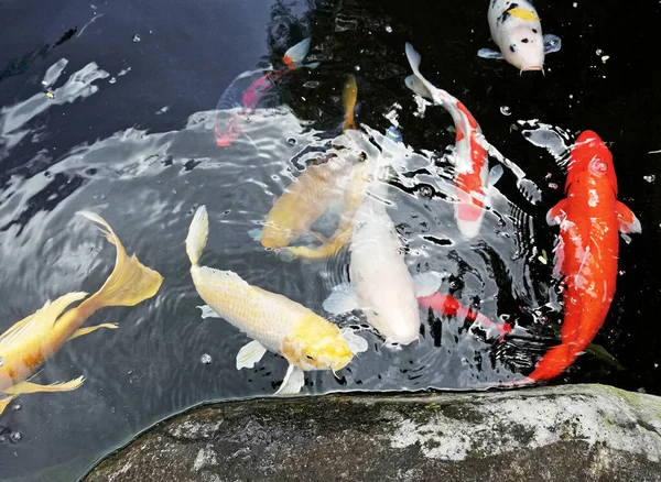 Colorful Koi Fish Swimming Fish Pond — Stock Fotó