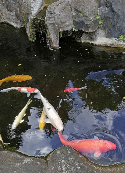 Colorful of Koi fish,swimming in the fish pond