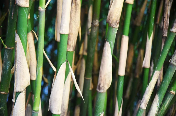 Close Bamboo Tree Jungle — Stockfoto
