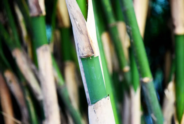 Close Bamboo Tree Jungle — Stockfoto