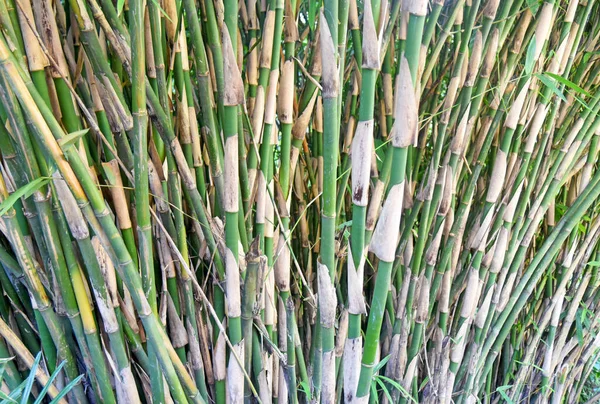 Close Bamboo Tree Jungle — Stock fotografie