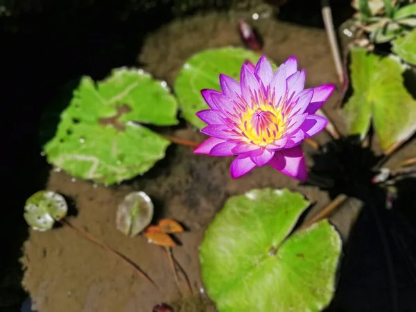 Single purple lotus flower growth fresh at the ponds under a sunny day