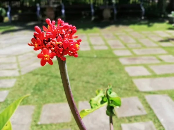 Crescimento Único Flor Vermelha Jardim — Fotografia de Stock