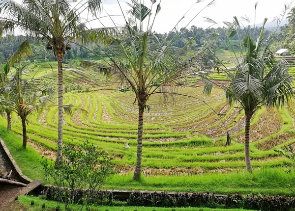 Panorama Rice Terrace Paddy Field Pupuan Village Bali Indonesia Harvest — Foto Stock