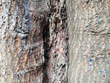 Eski, yıpranmış ahşap cilt arka planı