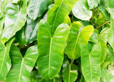 Yeşil yapraklara yakın, bahçede taze yetişen.