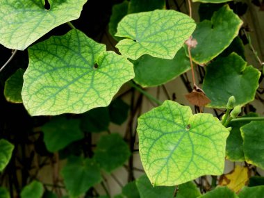 Yeşil yapraklara yakın, bahçede taze yetişen.
