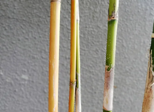 Рост Бамбукового Дерева Свежий Сером Бетонном Фоне — стоковое фото