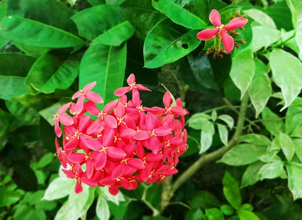 Red Asoka Flower Growth Fresh Tree — ストック写真
