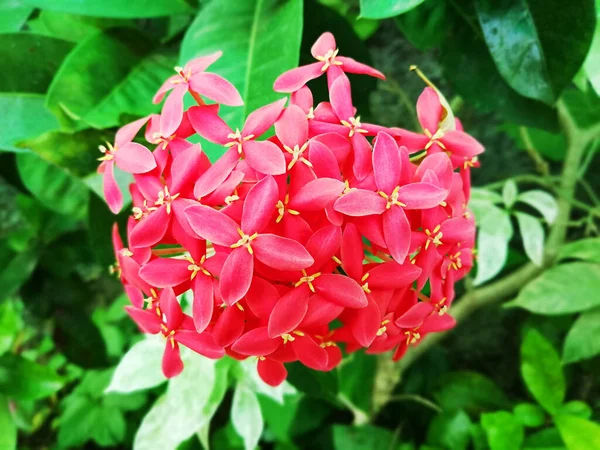 Красный Цветок Асока Свежий Дереве — стоковое фото