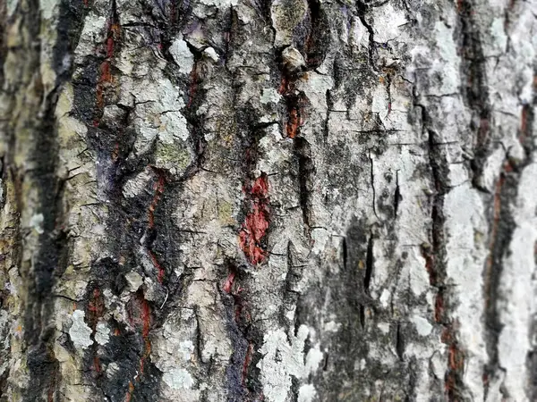 Старый Выветрившийся Фон Кожи Дерева Крупном Плане — стоковое фото