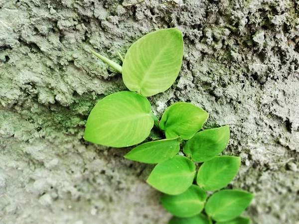 Climbing plant (CLIMBING DOLLAR),growth fresh on the wall