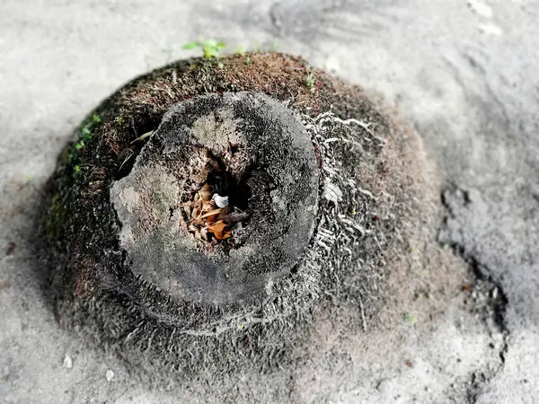 Rest Coconut Tree Left Ground Hole Middle — Foto de Stock