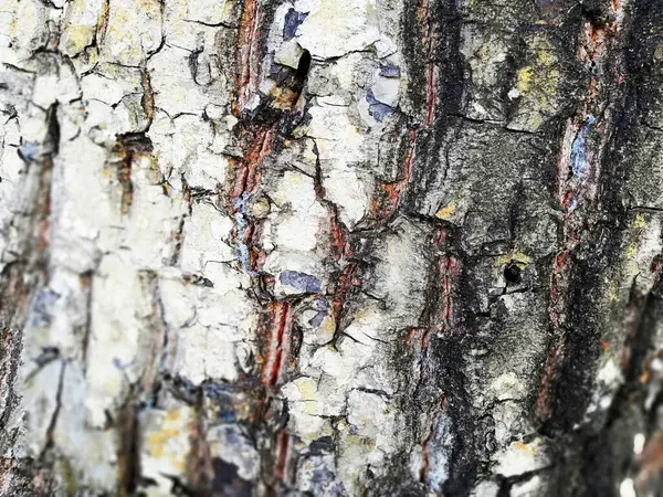 Old Weathered Wood Skin Background Close — 图库照片