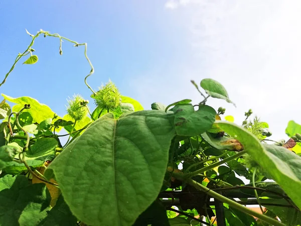 Green Plant Growth Fresh Fence — Stok Foto