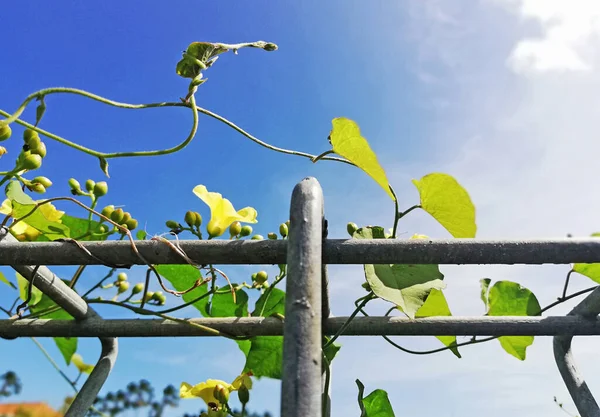Green Plant Growth Fresh Fence — Fotografia de Stock