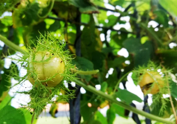 Green Plant Growth Fresh Fence — Stok Foto