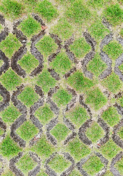 Green Japanese Grass Growth Fresh Paving Floor — Zdjęcie stockowe