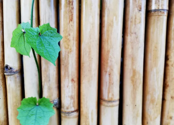 Vines Growth Fresh Natural Bamboo Fence — Fotografia de Stock